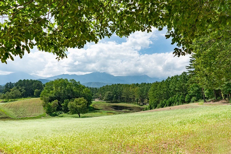 中山高原　そば畑